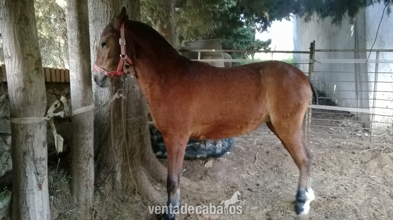 Poni Welsh