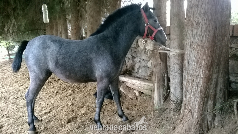 Poni Welsh {TYPE}