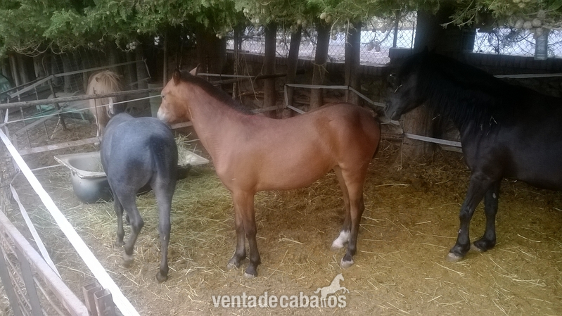 Potras Poni Welsh - Potras welsh en venta