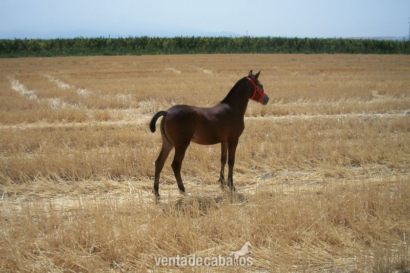 Potras welsh en venta - Potras Poni Welsh