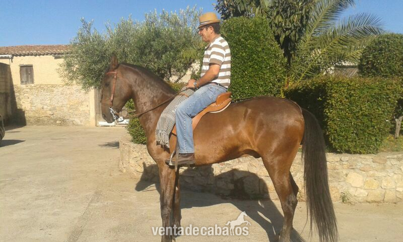 VENDO CABALLO P.R.E DE 3 AÑOS in 