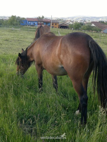 Cruzado {TYPE}