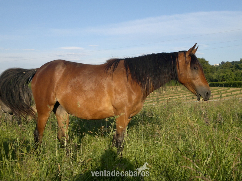 Potras Cruzado - Se vende potra