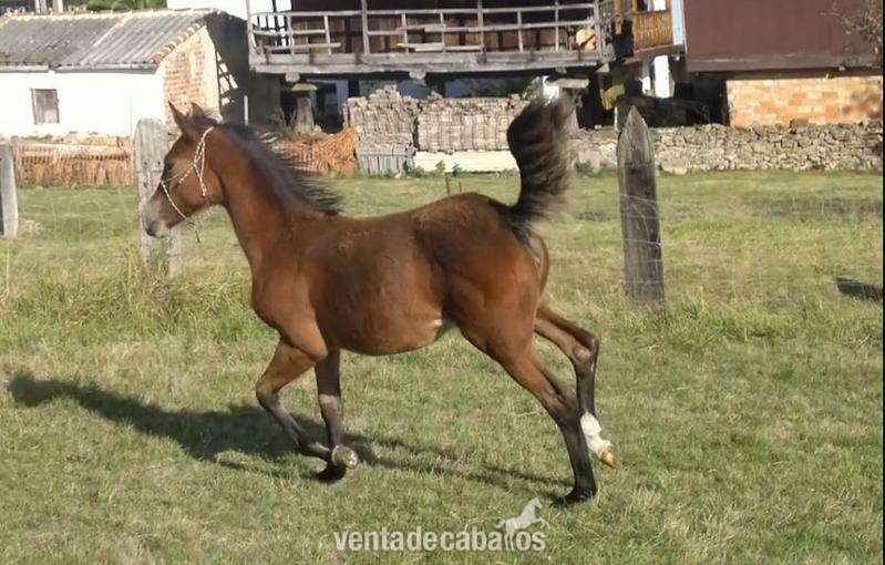 Se vende potra - Cruzado