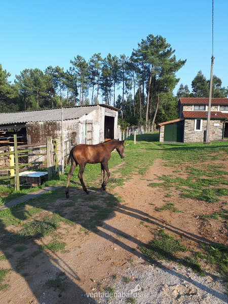 Caballos Pura Raza Española (P.R.E.) Pura Raza Española - Potro pre castaño morcillo