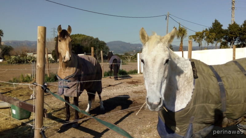TRASPASO HIPICA EN CASTELLDEFELS (Barcelona) in CASTELLDEFELS