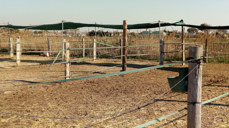 TRASPASO HIPICA EN CASTELLDEFELS (Barcelona) - Hípicas y establos en venta in CASTELLDEFELS