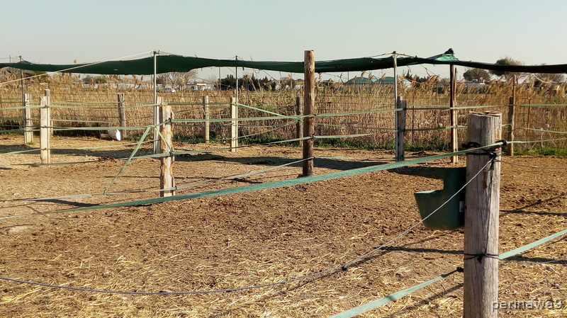 TRASPASO HIPICA EN CASTELLDEFELS (Barcelona) - Hípicas y establos en venta in CASTELLDEFELS