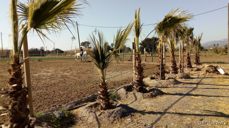 TRASPASO HIPICA EN CASTELLDEFELS (Barcelona) - Hípicas y establos en venta