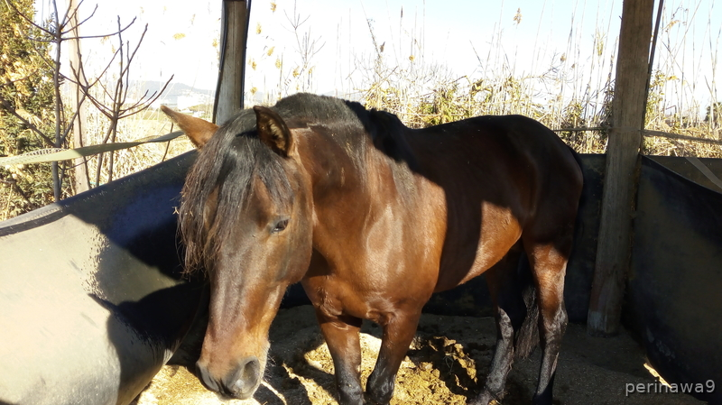 Hípicas y establos en venta - TRASPASO HIPICA EN CASTELLDEFELS (Barcelona) in CASTELLDEFELS