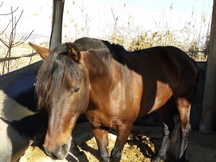 TRASPASO HIPICA EN CASTELLDEFELS (Barcelona)