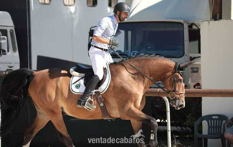 Vendo caballo castrado francés de 11 años con mucho estilo in 