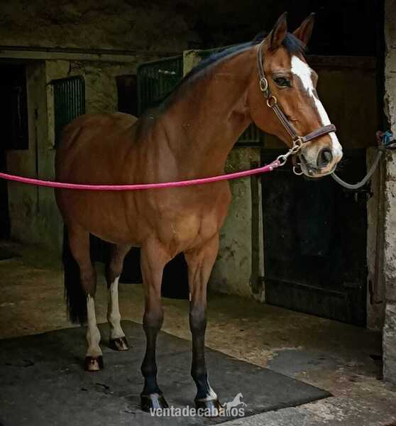 Caballos Capados Silla francés Seccion A - Vendo caballo castrado francés de 11 años con mucho estilo