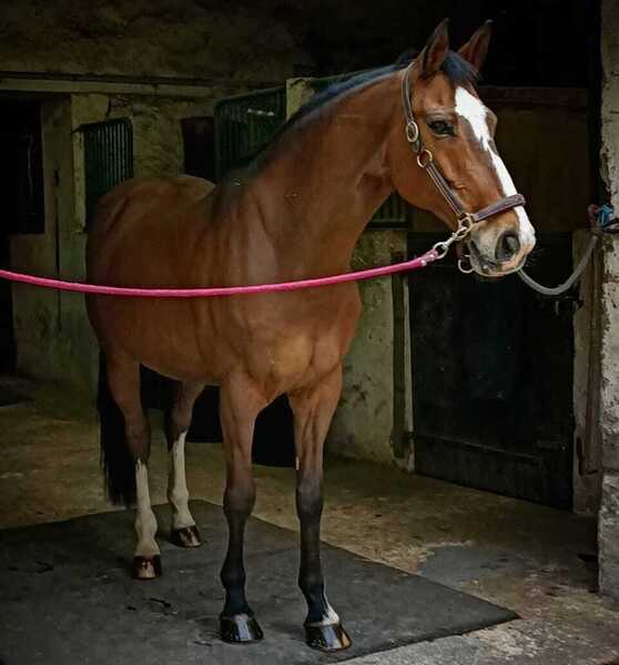 Caballos Capados Silla francés Seccion A - Vendo caballo castrado francés de 11 años con mucho estilo