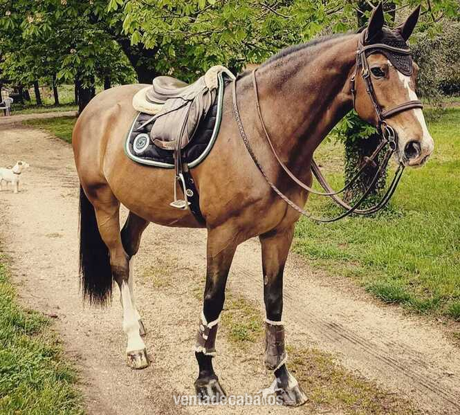 Vendo caballo castrado francés de 11 años con mucho estilo - Caballos Capados Silla francés Seccion A