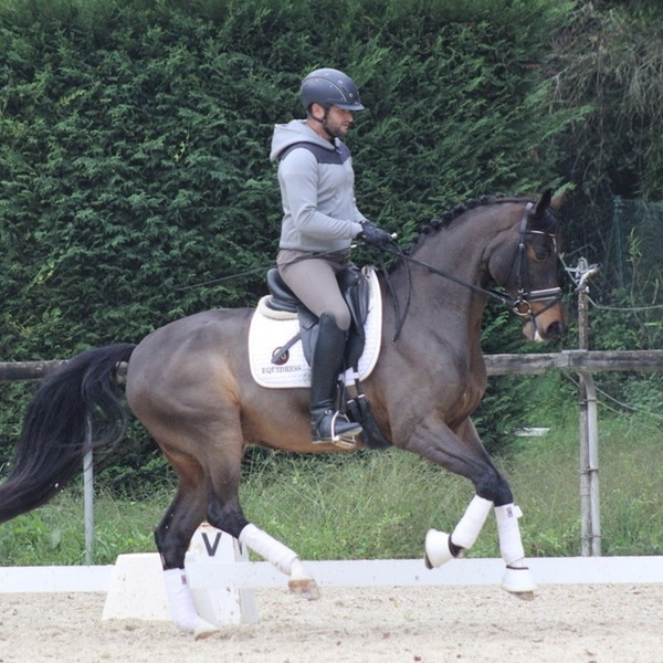 Caballo de Deporte Español (CDE)
