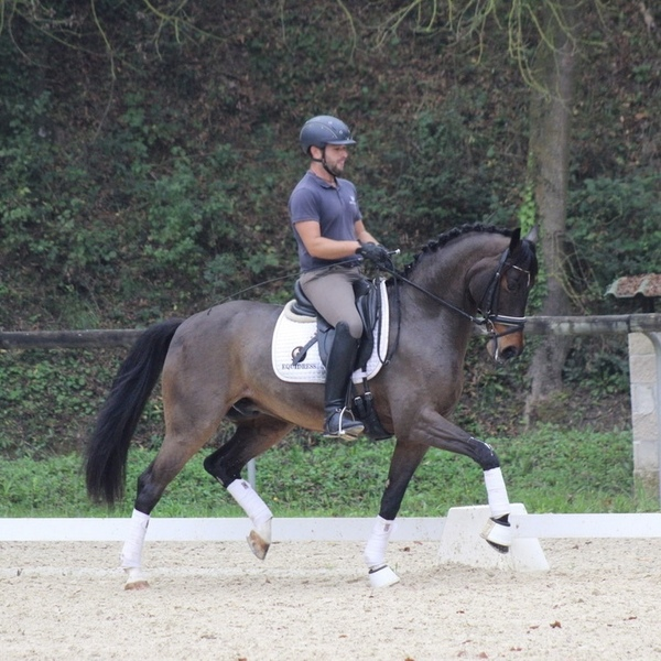 Caballo de Deporte Español (CDE) {TYPE}
