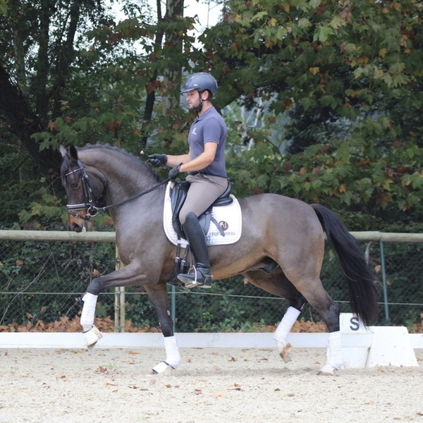 Caballos Capados Caballo de Deporte Español (CDE) - CDE en venta