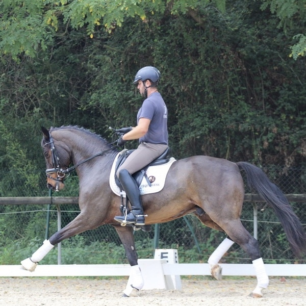CDE en venta - Caballos Capados Caballo de Deporte Español (CDE)