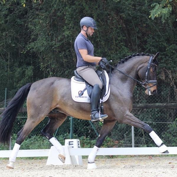 CDE en venta - Caballo de Deporte Español (CDE)