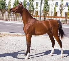 Acepto caballo/potro inciado gratuito in 