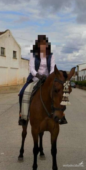 Caballo capado hispano-árabe muy noble y manso  in 