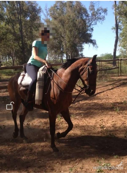Hispano-Arabe {TYPE}