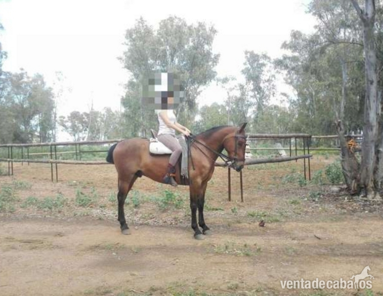 Caballos Capados Hispano-Arabe - Caballo capado hispano-árabe muy noble y manso 