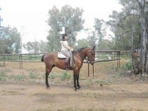 Caballo capado hispano-árabe muy noble y manso