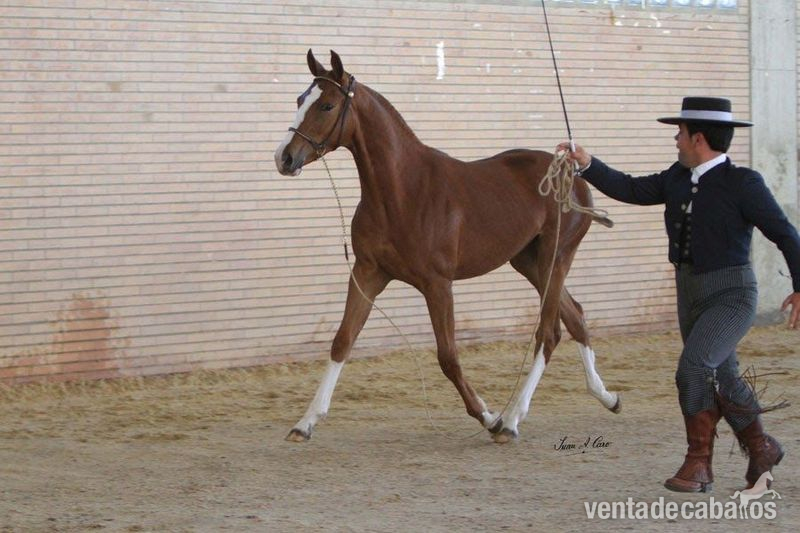 Espectacular Potra Hispano Arabe in 