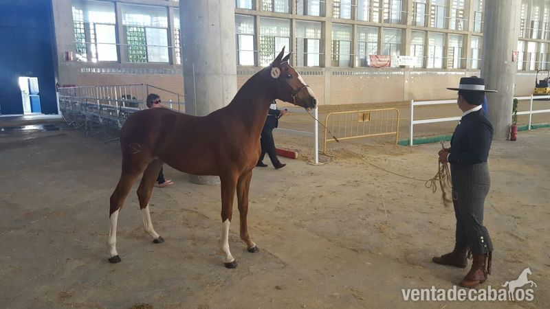 Hispano-Arabe