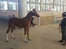 Espectacular Potra Hispano Arabe