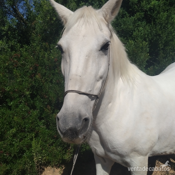 Venta pony mallorca in 