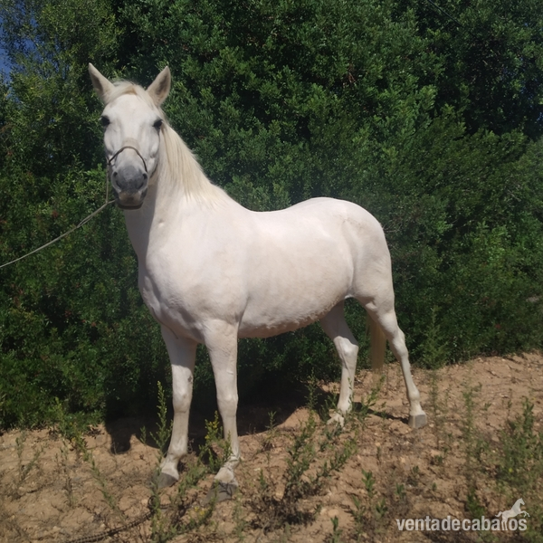 Pony