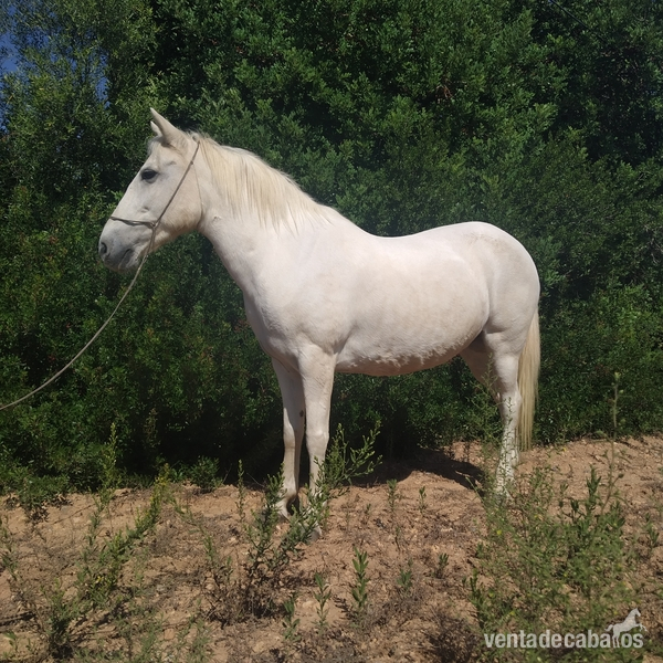 Pony {TYPE}