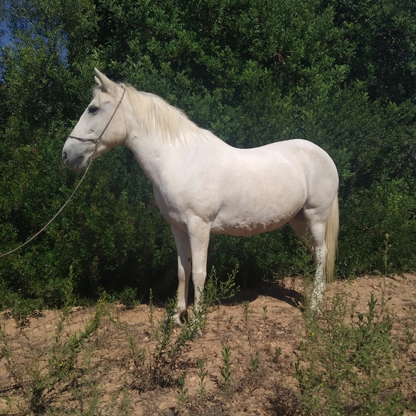Pony {TYPE}