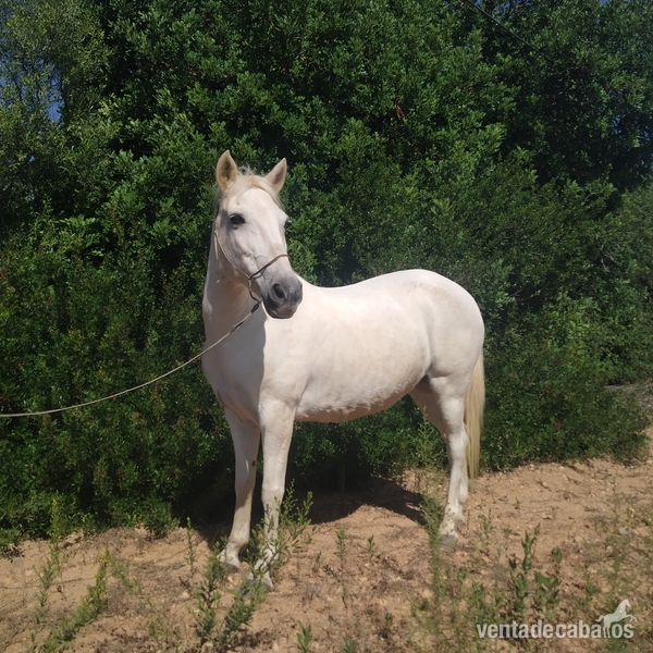 Ponis Pony Club Pony - Venta pony mallorca