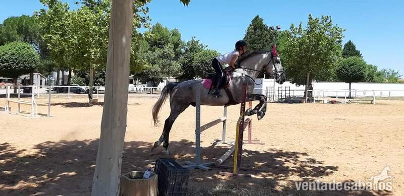 CABALLO SILLA FRANCES PARA COMPETIR in 