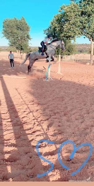 Busco/Cambio/Cedo Caballo Silla francés - CABALLO SILLA FRANCES PARA COMPETIR
