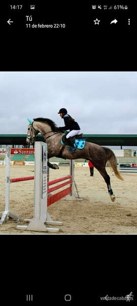 CABALLO SILLA FRANCES PARA COMPETIR - Busco/Cambio/Cedo Caballo Silla francés