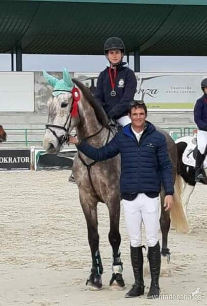 CABALLO SILLA FRANCES PARA COMPETIR - Silla francés