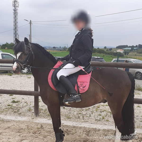 Ponis Pony Club Welsh - Poni B de salto 