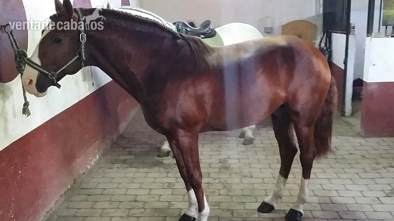 caballo lusitano, Ortigao Costa in 