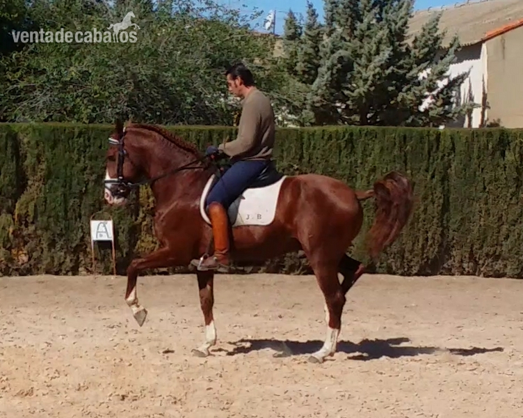 Lusitano