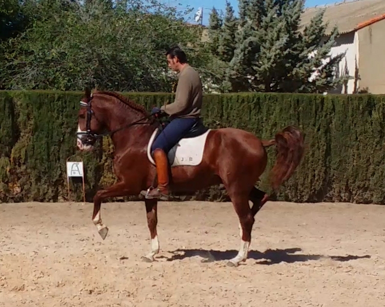 Lusitano