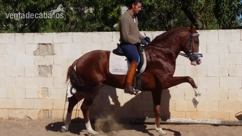 Lusitano {TYPE}