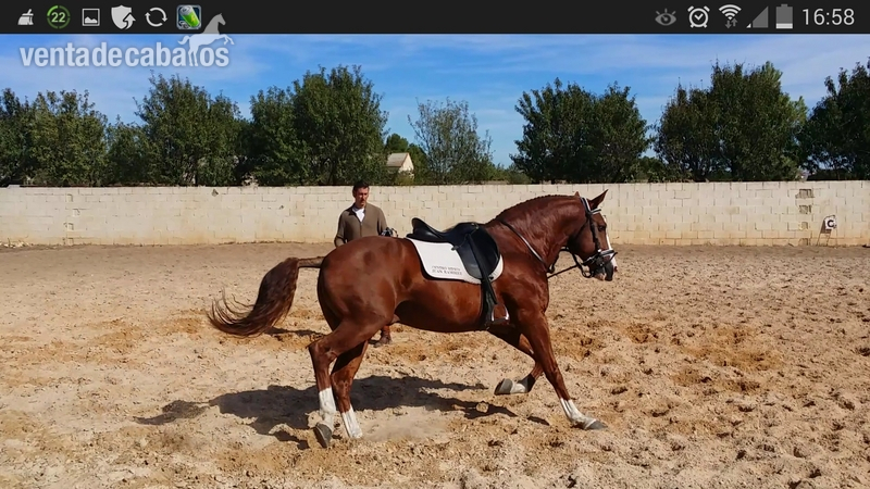 Caballos Enteros Lusitano - caballo lusitano, Ortigao Costa