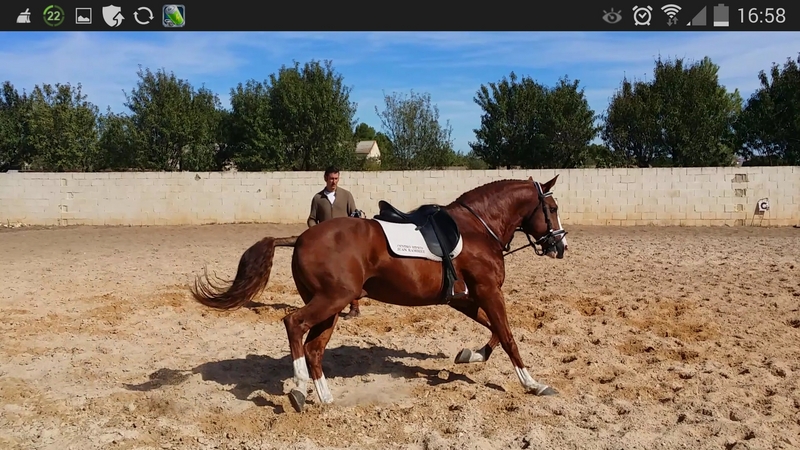Caballos Enteros Lusitano - caballo lusitano, Ortigao Costa