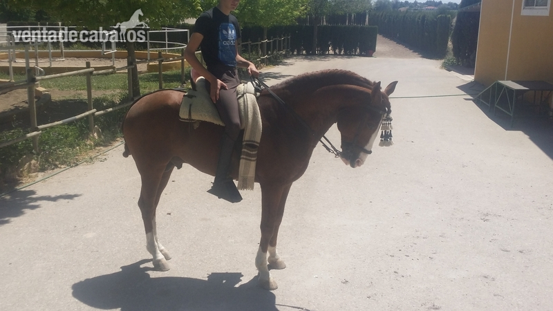 caballo lusitano, Ortigao Costa - Caballos Enteros Lusitano