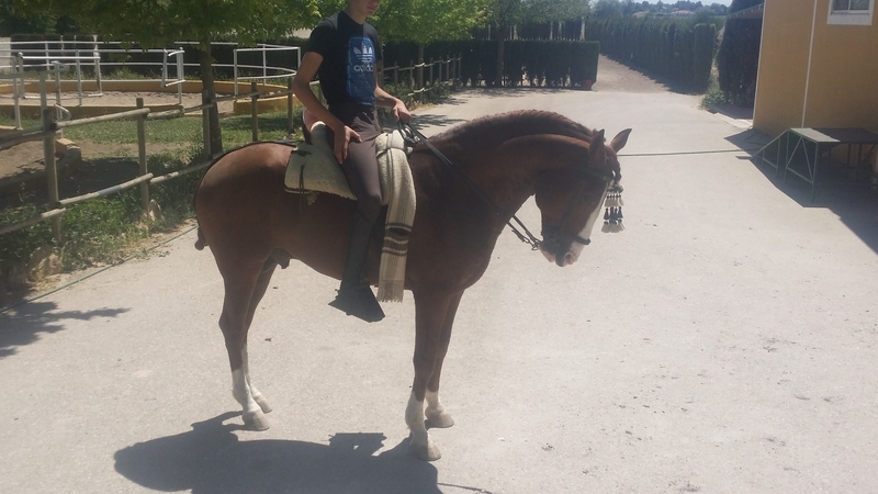 caballo lusitano, Ortigao Costa - Caballos Enteros Lusitano